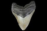 Fossil Megalodon Tooth - North Carolina #119427-1
